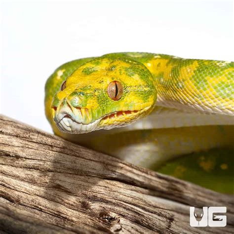 Adult Biak Green Tree Pythons (Morelia viridis) For Sale - Underground ...