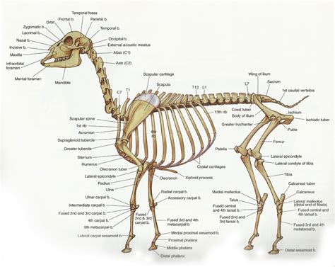 Skeleton.png (1600×1273) | Anatomy, Vet medicine, Goats