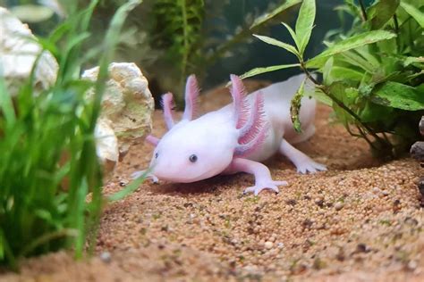 Axolotl: Care Sheet, Lifespan More (With Pictures) Pet Keen, 47% OFF