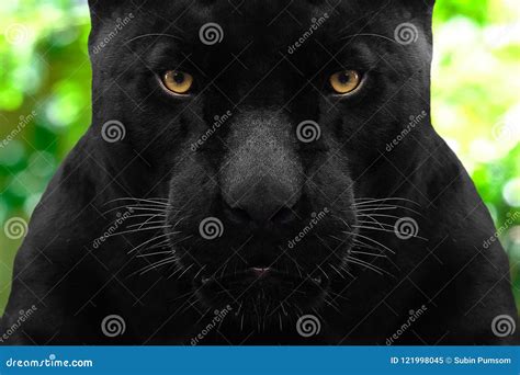 Black Panther Shot Close Up Stock Image - Image of eyes, feline: 121998045