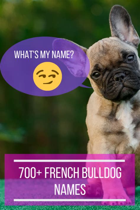 700+ French Bulldog names - Happy French Bulldog