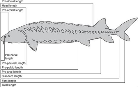 Skeletal Anatomy of the Shortnose Sturgeon, Acipenser brevirostrum ...