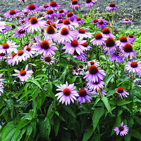 Echinacea purpurea | barerootsnursery