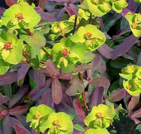 Euphorbia amygdaloides 'Purpurea' - SeedScape