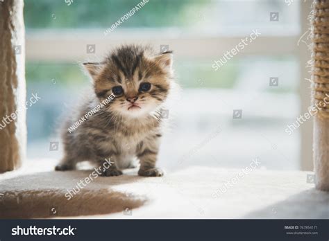 Cute Persian Cat Kitten