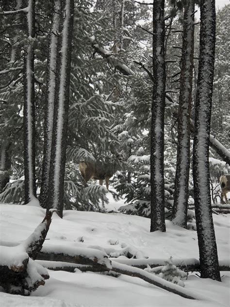 Evergreen Mountain Trail - Colorado | AllTrails