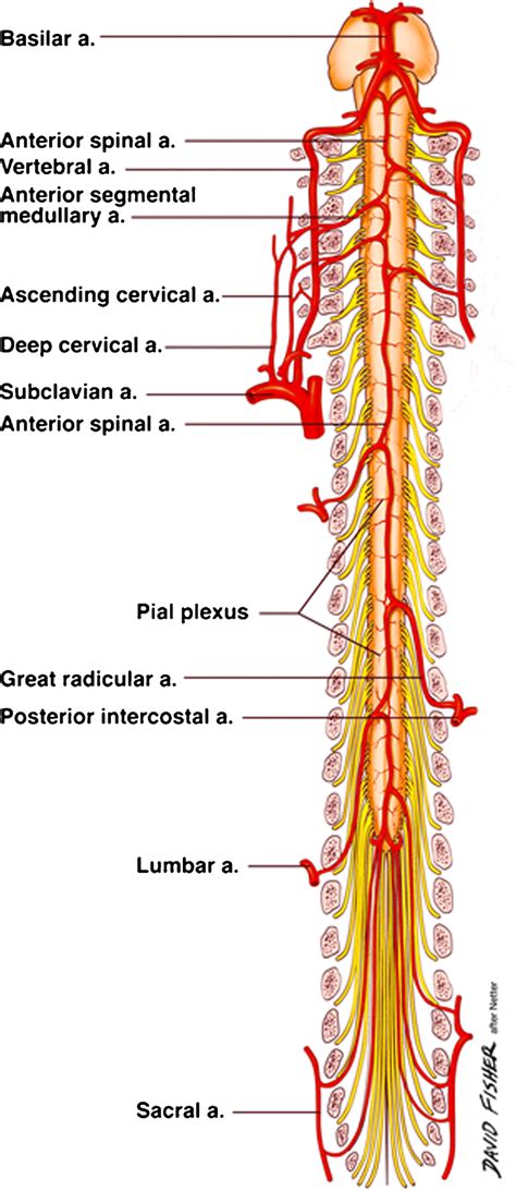 Artery of Adamkiewicz: a meta-analysis of anatomical characteristics | SpringerLink