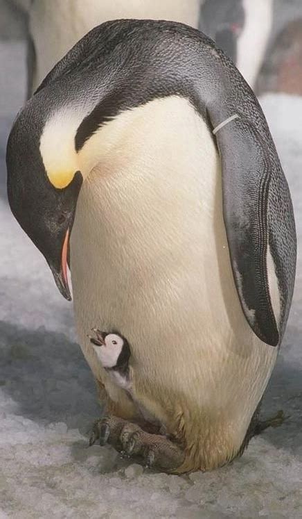 An emperor penguin tending his newly hatched chick | Bless the Beasts ...