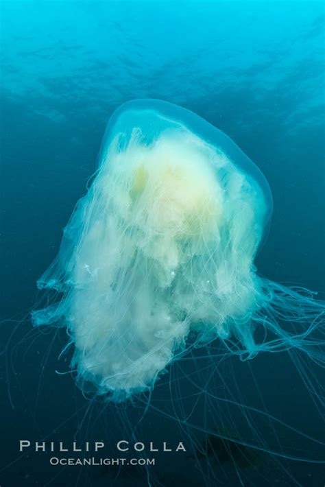 Fried Egg Jellyfish Photo, Fried Egg Jellyfish photos, Natural History Photography