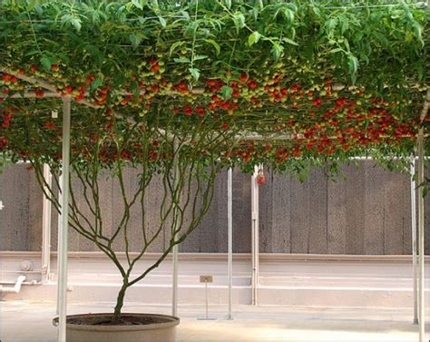 Hydroponic System Tomatoes - Tutorial Hidroponik