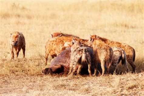 150+ Hyenas Eating Kenya Africa Stock Photos, Pictures & Royalty-Free Images - iStock