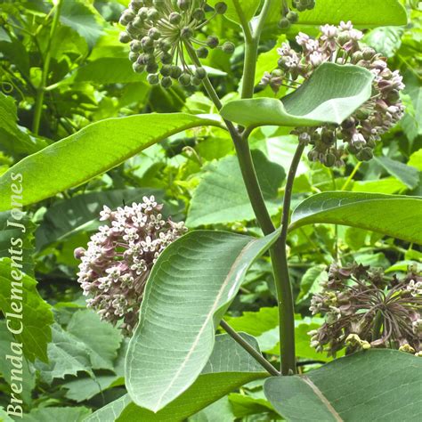 Common Milkweed