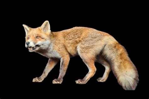 Red Fox - full body standing mount - Vulpes vulpes - - Catawiki