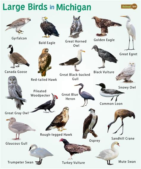 22 of the Largest Birds in Michigan – List, and Pictures