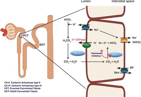 Cureus | Type II Renal Tubular Acidosis Secondary to Topiramate: A Review