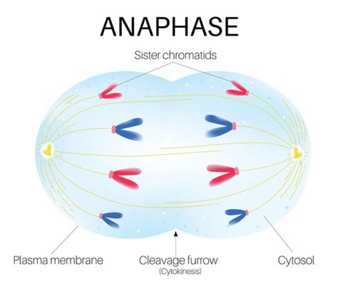 Anaphase 1 Labeled