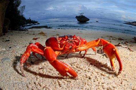 Christmas Island red crab (Gecarcoidea natalis). | JUSTIN GILLIGAN ...