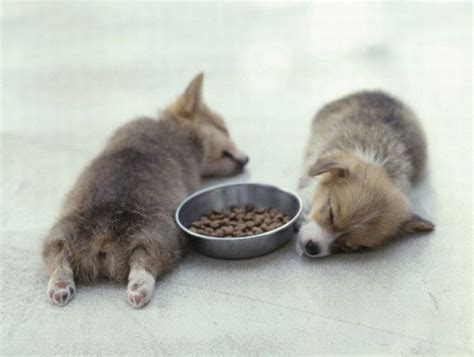 Funny Sleeping Animals (21 pics)