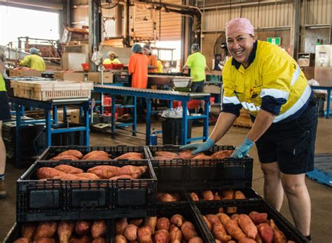 Sweet Potatoes Australia takes extra steps for Covid-19 – Bundaberg Now