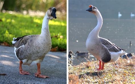 African vs Chinese Geese - What is the Difference? - LearnPoultry