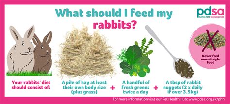 Feeding your rabbits - PDSA