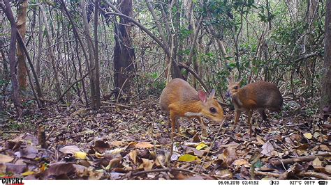 Rediscovering the silver-backed chevrotain after 30 years | Auckland Zoo