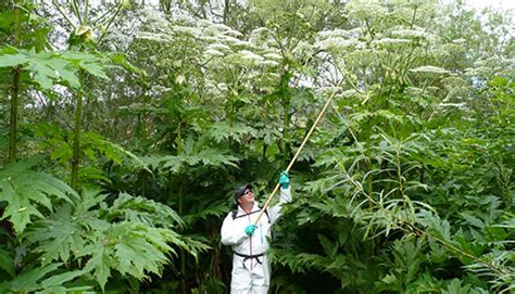 Giant hogweed | Torfaen County Borough Council