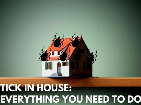 Tick In House: Everything You Need To Do – Stop Ticks