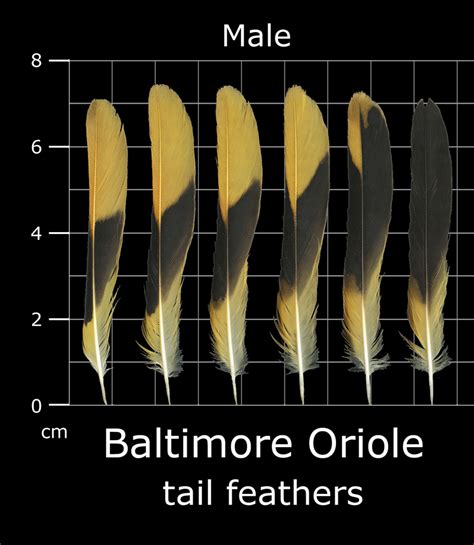 The Feather Atlas - Feather Identification and Scans - U.S. Fish and Wildlife Service Forensics ...