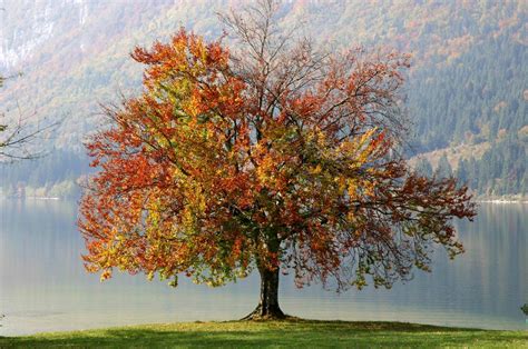 arbre automne Téléchargement gratuit de photos | FreeImages