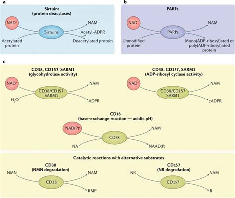 NAD+ Metabolism: Precursors, Pathways, Mechanism, Benefits