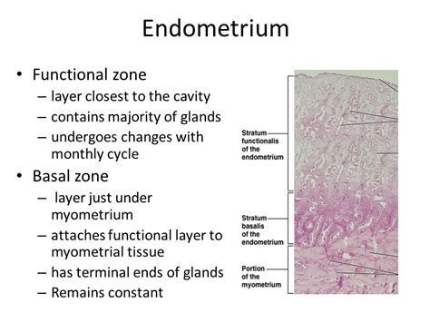 What are the two layers of the endometrium? | Socratic