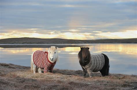 Adorable Shetland Ponies in Sweaters Promote Scotland