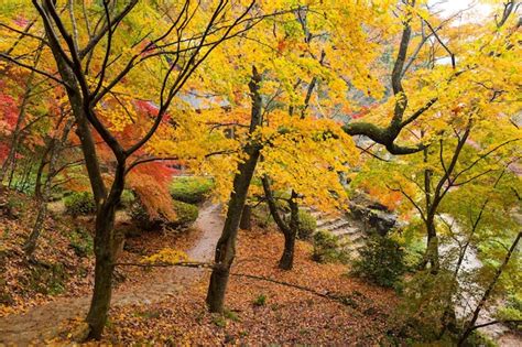 Premium Photo | Autumn japanese garden