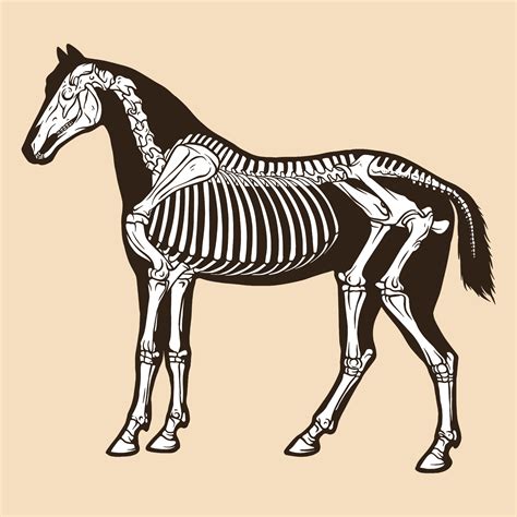 Skeleton Horse Drawing