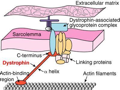 Types of Muscular Dystrophies and their features | Muscular dystrophies, Muscle atrophy, Muscular