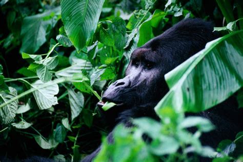 Wild Life: Democratic Republic of Congo wildlife gallery