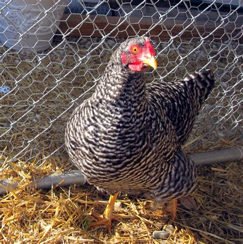 Meet the Girls (and learn about three backyard chicken breeds ...