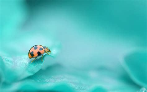 Macro photography of ladybug on green plant HD wallpaper | Wallpaper Flare