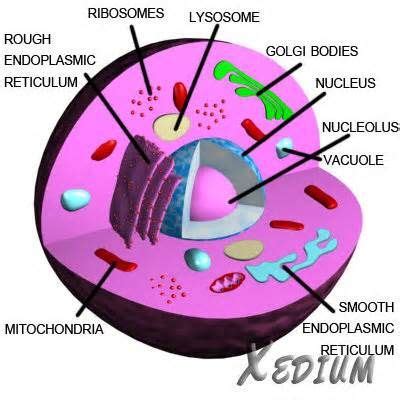 animal cell jpg cell animal gif animal cell labeled blue lavendar jpg ... | Animal cell, Cells ...