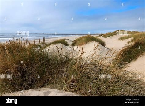 Pacific coastal sand dunes in the Oregon Dunes National Recreation Area ...