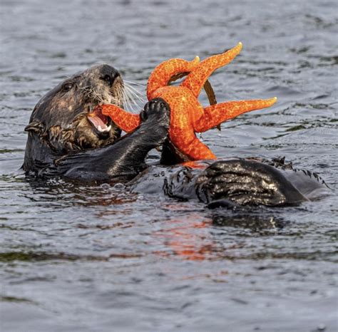 Sea otter casually eating a giant starfish alive : r/natureismetal
