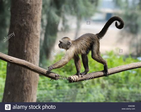 Monkey Long Tail High Resolution Stock Photography and Images - Alamy