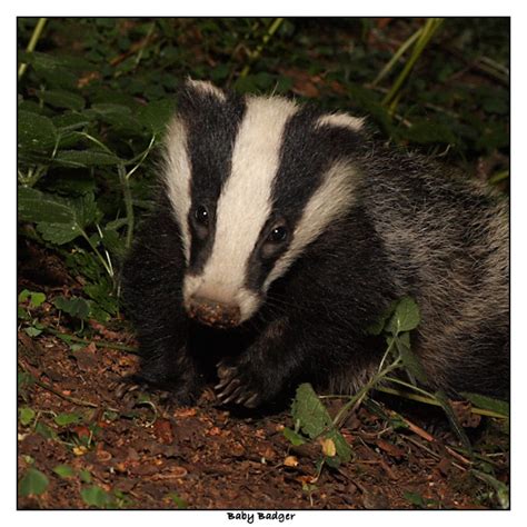 Diary of an English Country Garden: Flash Photography