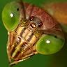 Personal Museum of Natural History - Praying Mantis