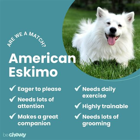 American Eskimo Dog: Characteristics, Care & Photos | BeChewy