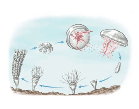 Can you name the stages of Moon Jelly Reproduction Quiz