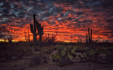 Desert Cactus Wallpapers - Top Free Desert Cactus Backgrounds ...