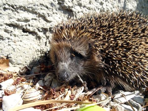 Wild European Hedgehog: Vet Approved Info, Care & Traits (with Pictures) | Pet Keen