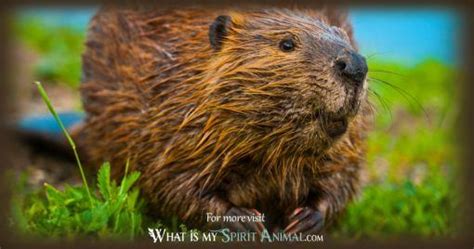 Beaver Symbolism & Meaning | Spirit, Totem & Power Animal